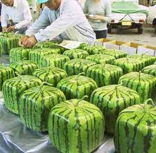 SQUARE_WATERMELON